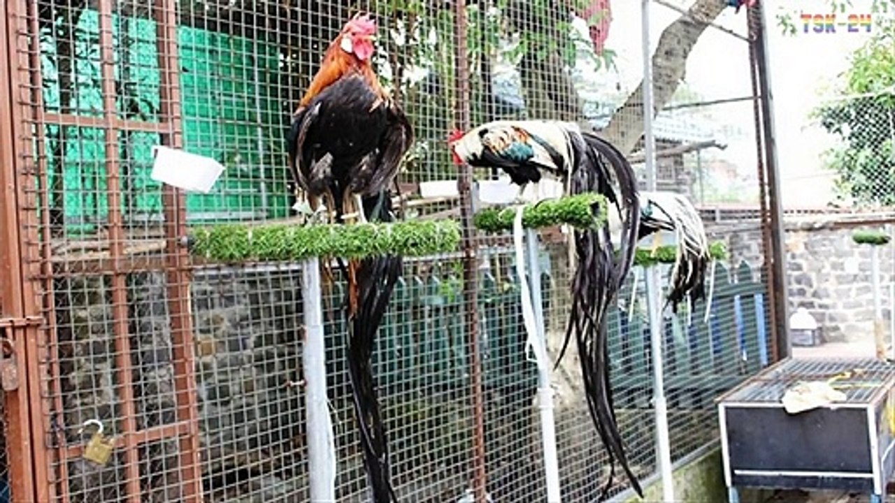 Chicken Breeds You Will Not Believe Exist