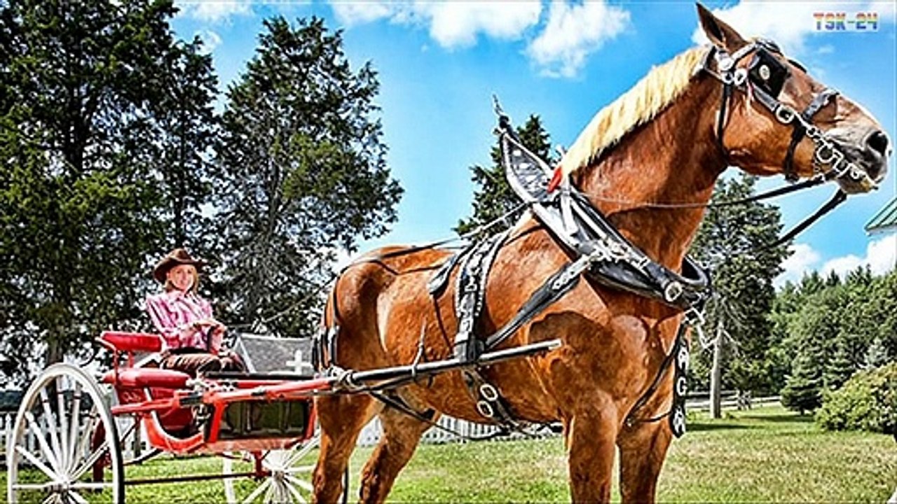 WOW! World’s Tallest Horse - Horse Breeds You Will Not Believe Exist