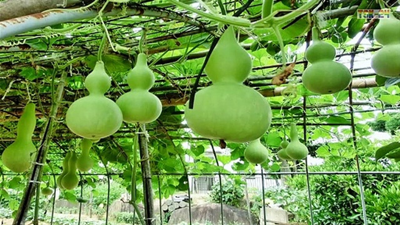 WOW! Amazing Agriculture Technology - Gourd