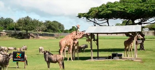 tn7-Ordenan-a-Ponderosa-frenar-reproducción-de-animales-tours-para-alimentarlos-y-selfies-23090