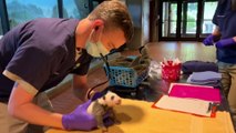 Washington DC's giant panda cub has its first veterinary exam