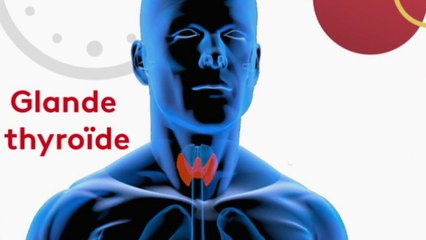 Santé - Thyroïde : le thermostat de notre corps