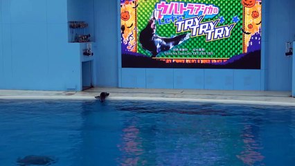 横浜 八景島シーパラダイス アトラクション 動物たちのショー ～ Yokohama Sea Paradise 【4K】