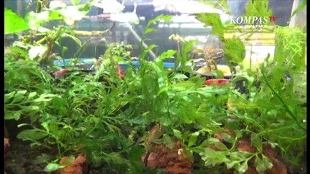 Bisnis Aquascape, dari Hobi Jadi Pundi