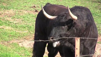 TOROS MERCADER MUNOZ -VIDEO PROMOCIONAL