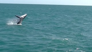 Whale Watch Western Australia - Perth Humpbacks Tour