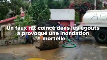 Un énorme rat coincé dans les égouts a provoqué une inondation mortelle