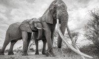 Duelo a muerte entre dos elefantes: el que pierde se convierte en comida para leones 