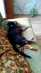 Everyone thinks you&apos;re having a seizure and you&apos;re just running in your sleep