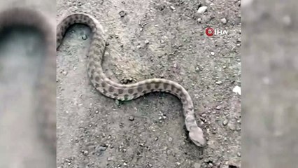 Kendisine saldıran ölümcül zehirli yılanı boğazından yakaladı