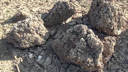 Barajın suyu azalınca havzasından 'midye tarlası' çıktı - ÇANAKKALE