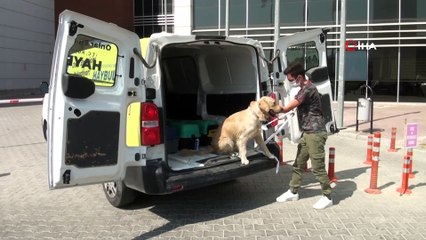 Haybulans, sokak hayvanları için 8 ayda 83 bin kilometre yol yaptı