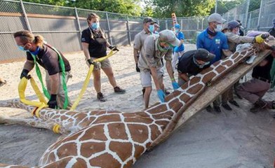 El "reto extremo" del zoo de Miami: inmovilizar a una jirafa de 4,87 metros y más de 900 kilos con dos patas fracturadas