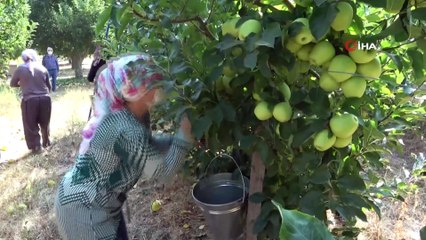Isparta’da elma hasadı başladı