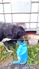 Smart dog drinks water from a barrel