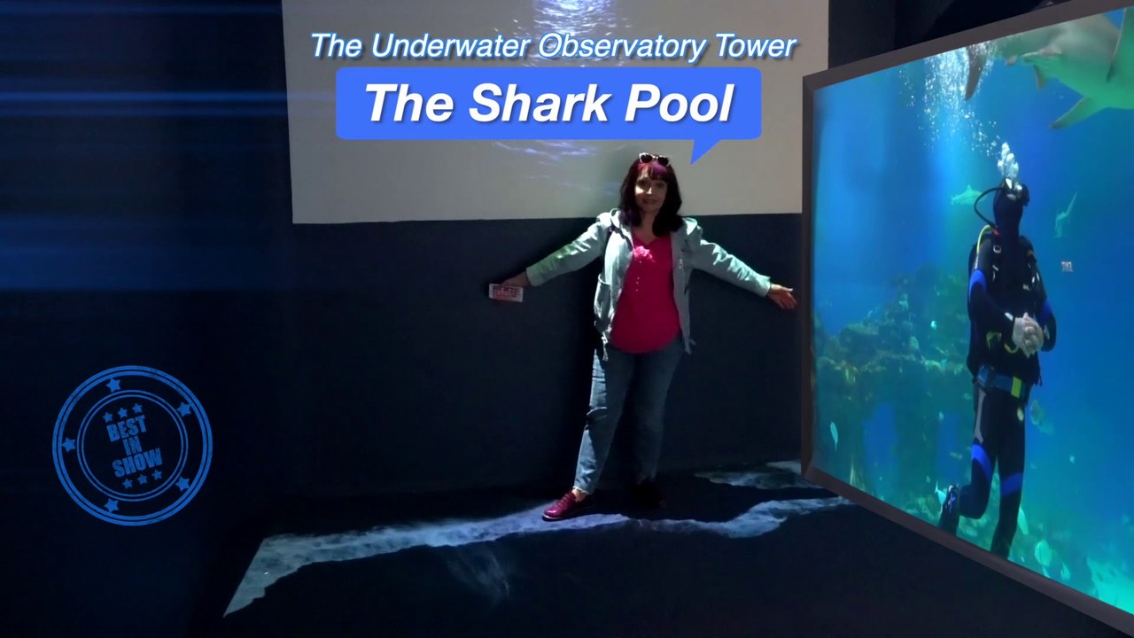На самолете в Эйлат - 3. Акулы / The Shark Pool Complex