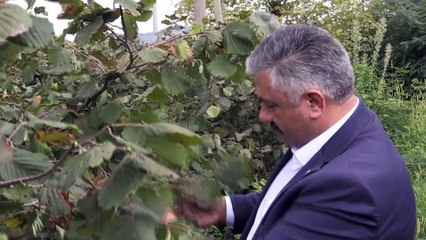 Fındık üreticileri, TMO'nun ardından serbest piyasada artan fiyatlardan memnun - ORDU