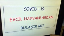 COVID-19 VE EVCİL HAYVANLAR