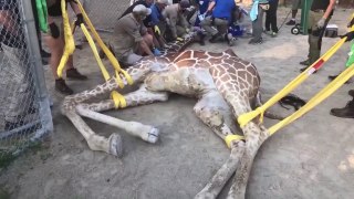 ¡Increíble!. Inmovilizan a una Jirafa con las dos patas fracturadas de más de 4 metros y 900 kilos
