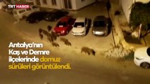 Antalya'da şehre inen domuz sürüsü kamerada