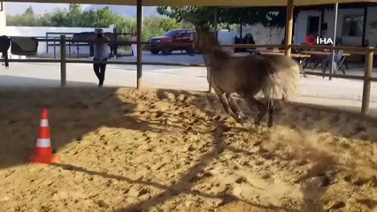 Vali Yardımcısı Özmen ile İl Jandarma Komutanı Yıldırım ata bindi