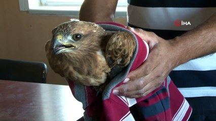 Fotoğraf merakı, şahini telef olmaktan kurtardı