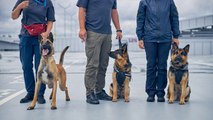 El aeropuerto de Helsinki emplea perros para detectar la COVID-19