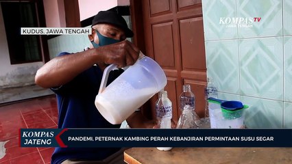 Peternak Kambing Perah Kebanjiran Permintaan Susu Segar