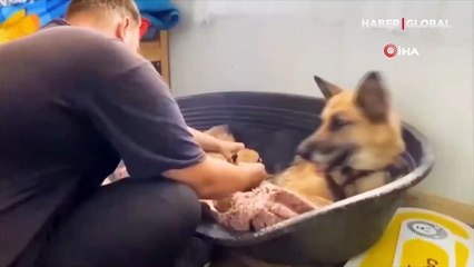 Terk edilen aslan yavrularına köpek annelik yaptı