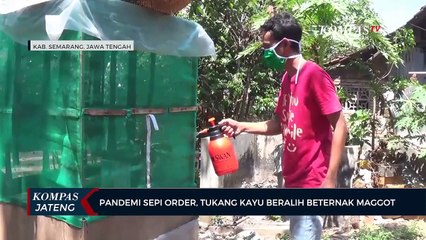 Pandemi Sepi Order, Tukang Kayu Beralih Beternak Maggot
