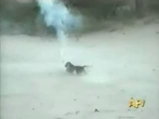 Le chien de régis est con