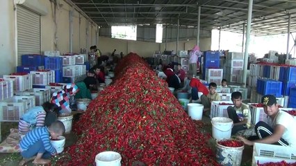 Biber işçisinin ücreti belirlendi - GAZİANTEP
