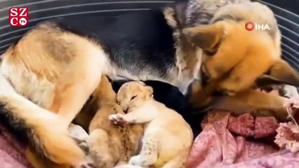 Скачать видео: Terk edilen aslan yavrularına köpek annelik yaptı