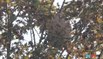 Un nid de frelons asiatiques à Saint-Servais