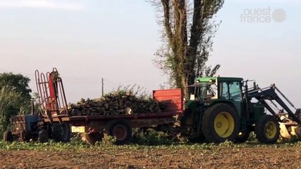 L’abattage de vieux chênes dans une parcelle agricole