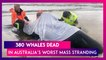 380 Whales Of The Nearly 500 Die In One Of The Worst Mass Stranding In Australia; 70 Rescued