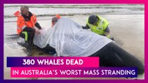 380 Whales Of The Nearly 500 Die In One Of The Worst Mass Stranding In Australia; 70 Rescued