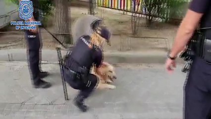 Detenido tras robar un coche con un perro dentro en Barajas