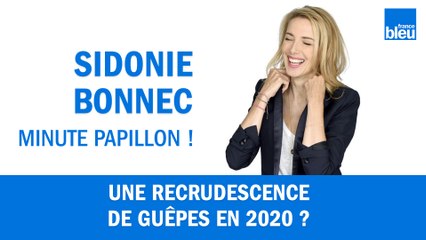 Y-a-t-il une recrudescence de guêpes agressives en 2020 ?