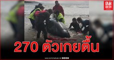 rescuers-race-to-save-270-stranded-pilot-whales-in-australia-as-one-third-of-them-diexxjfyxe007026_20200924_cbvfn0a001_hd
