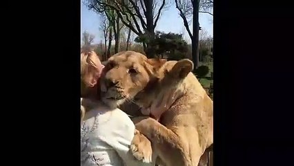 Скачать видео: Retrouvailles entre des lions et leur ancienne dresseuse... adorable