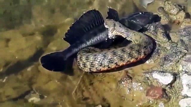 Un serpent trop gourmand veut avaler un gros poisson chat