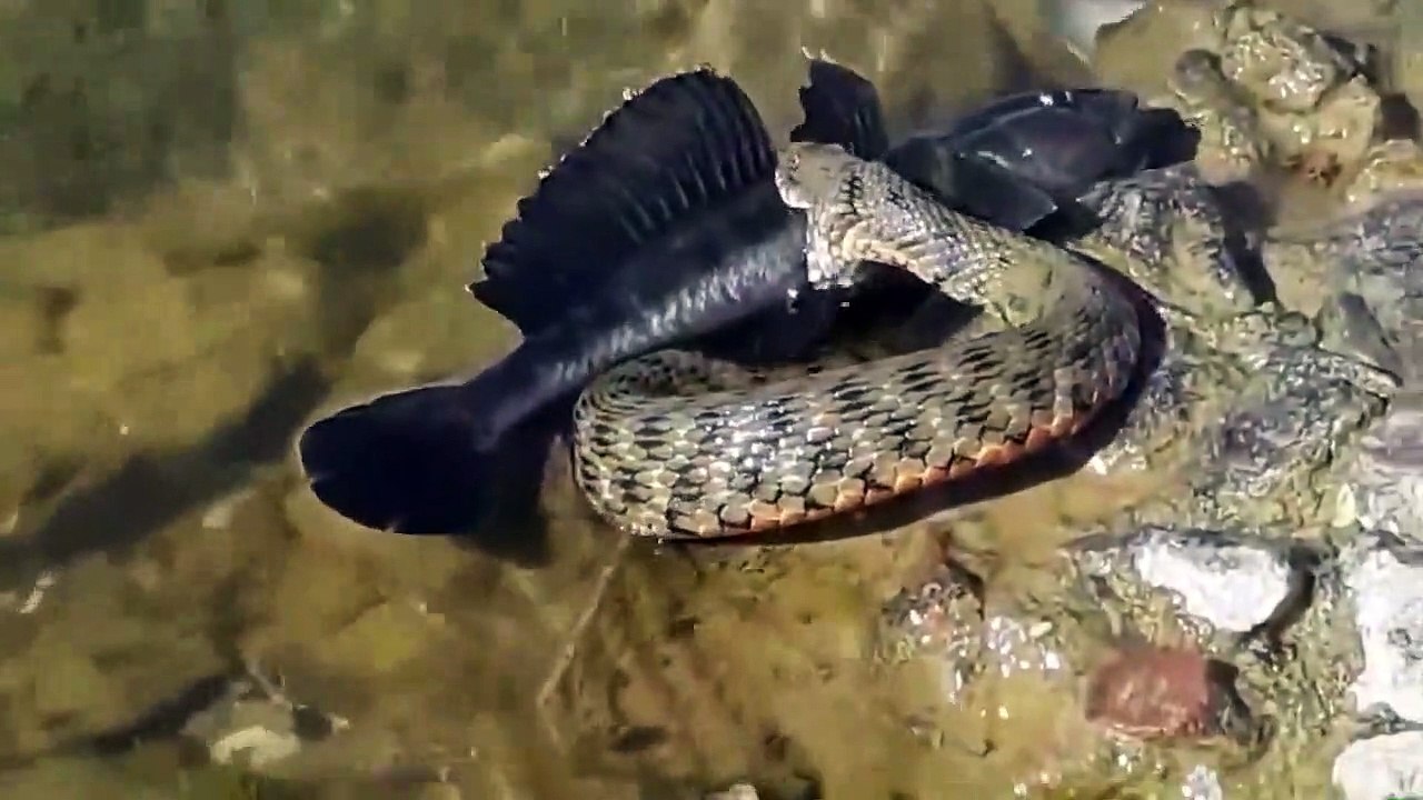 Un serpent trop gourmand veut avaler un gros poisson chat