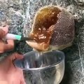 Récolter le  miel d'une ruche d'abeilles sauvages