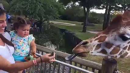 TRY_NOT_TO_LAUGH_-_Funny_Babies_at_the_ZOO__-_Funny_Baby_Video_Compilation_2020