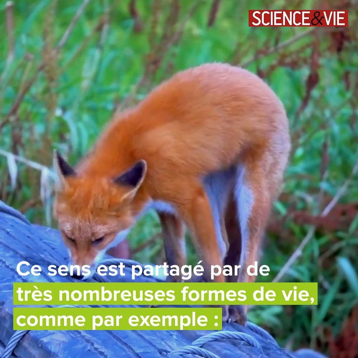 Nous avons tous un sixième sens magnétique !