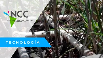 Hu­me­da­les como al­ter­na­ti­va para sa­near el agua en Pue­bla, Mé­xi­co