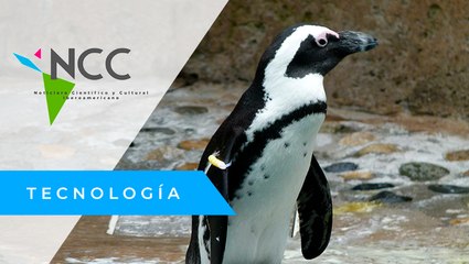 El co­mer­cio ma­rí­ti­mo ame­na­za la ma­yor co­lo­nia de pin­güi­nos afri­ca­nos