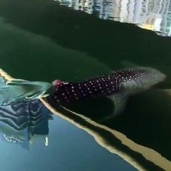 A Whale Shark Spotted In Dubai Marina This Morning