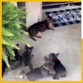 Funny Puppy gang Bullying the Cat